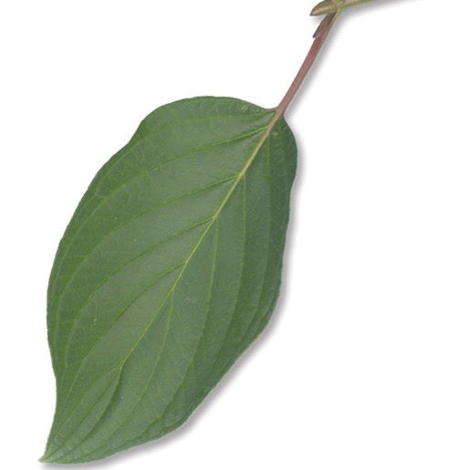 Cornus stolonifera (Cornouiller stolonifère)
