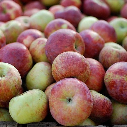 Malus 'Cortland' (Pommier 'Cortland')