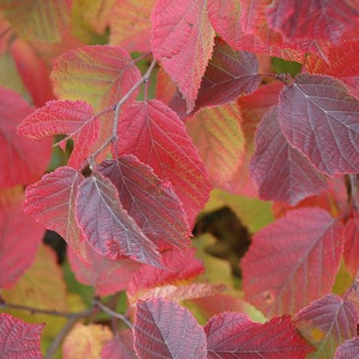 Noisetier americain (Corylus americana)