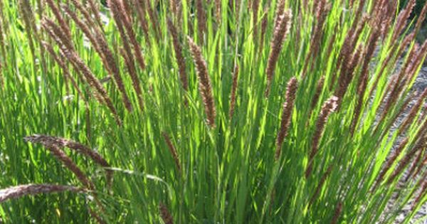 MELICA transsilvanica ‘Red Spire’