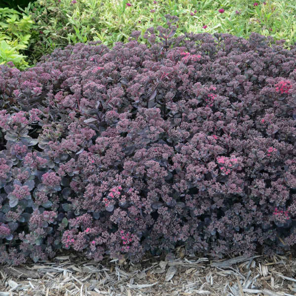 SEDUM sunsparkler 'Dazzleberry' (Orpin bleu 'Sunsparkle')