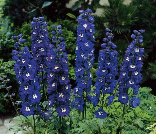 DELPHINIUM ‘M.F. Dark Blue White Bee’