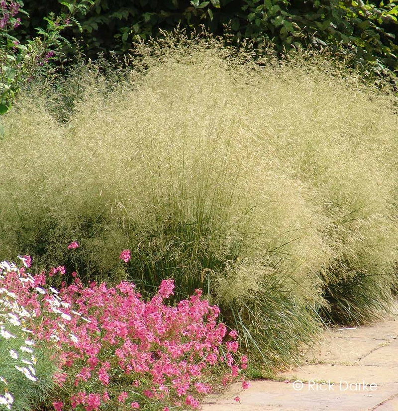 DESCHAMPSIA cespitosa “Goldtau”