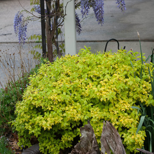 Spiraea japonica 'Double Play Gold' PW (Spirée japonaise ‘Double Play Gold’)