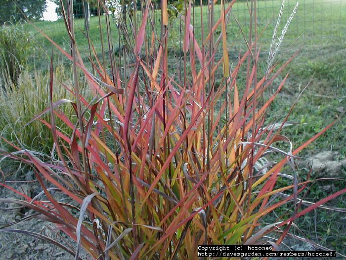 MISCANTHUS purpurascens ‘Autumn Red’
