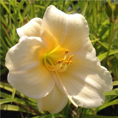 HEMEROCALLIS ‘Precious d’Oro’