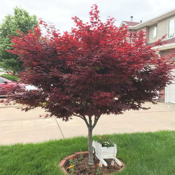 Acer palmatum 'Emperor one' (Érable japonais ‘Emperor One’)