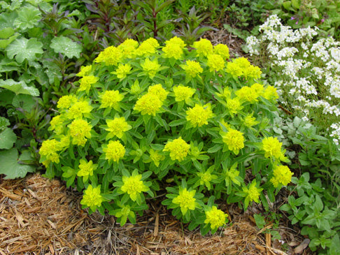 EUPHORBIA polychroma