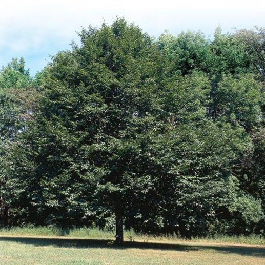 Fagus grandifolia (Hêtre à grandes feuilles)