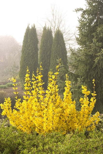 Forsythia 'Magical Gold' (Forsythia ‘Magical Gold’)