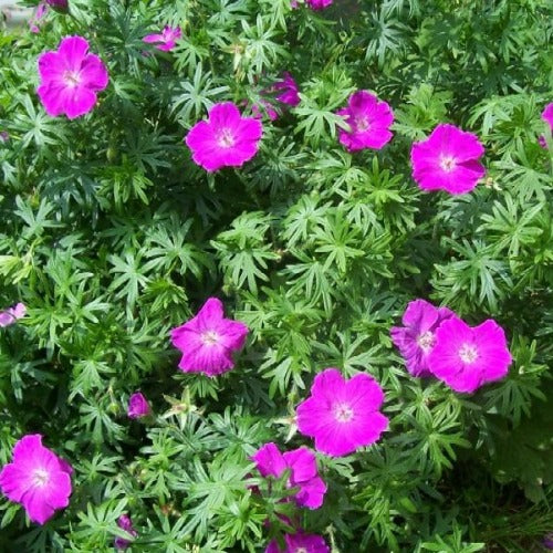 GERANIUM sanguineum