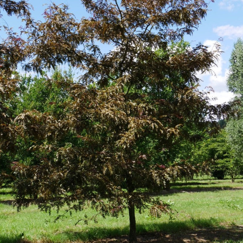 Gleditsia triacanthos 'Ruby Lace' (Févier d’Amérique sans épine ‘Ruby Lace’)