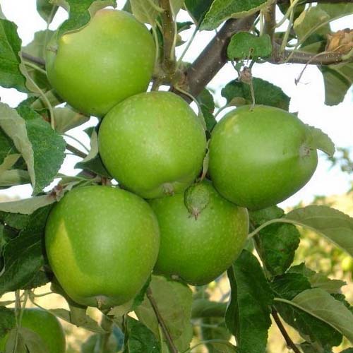 Malus 'Granny Smith' (Pommier ‘Granny Smith’)
