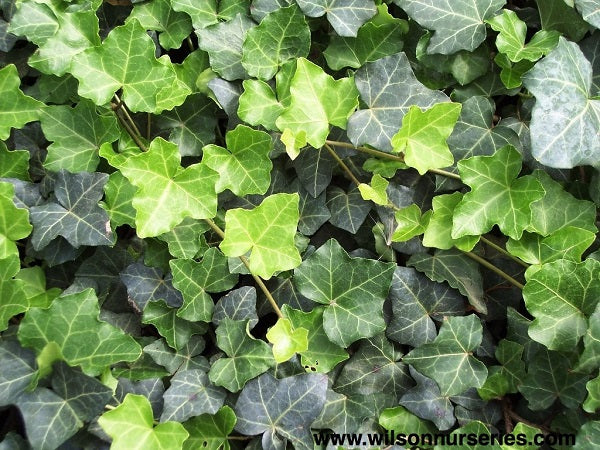HEDERA helix ‘Helix Thorndale’