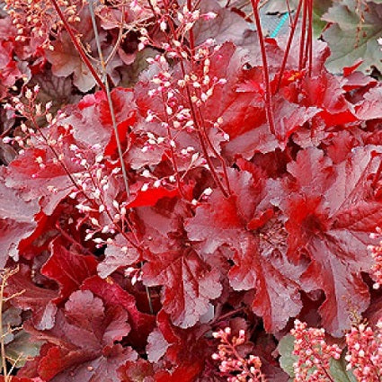 HEUCHERA ‘Forever Red’