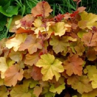 HEUCHERA ‘Caramel’