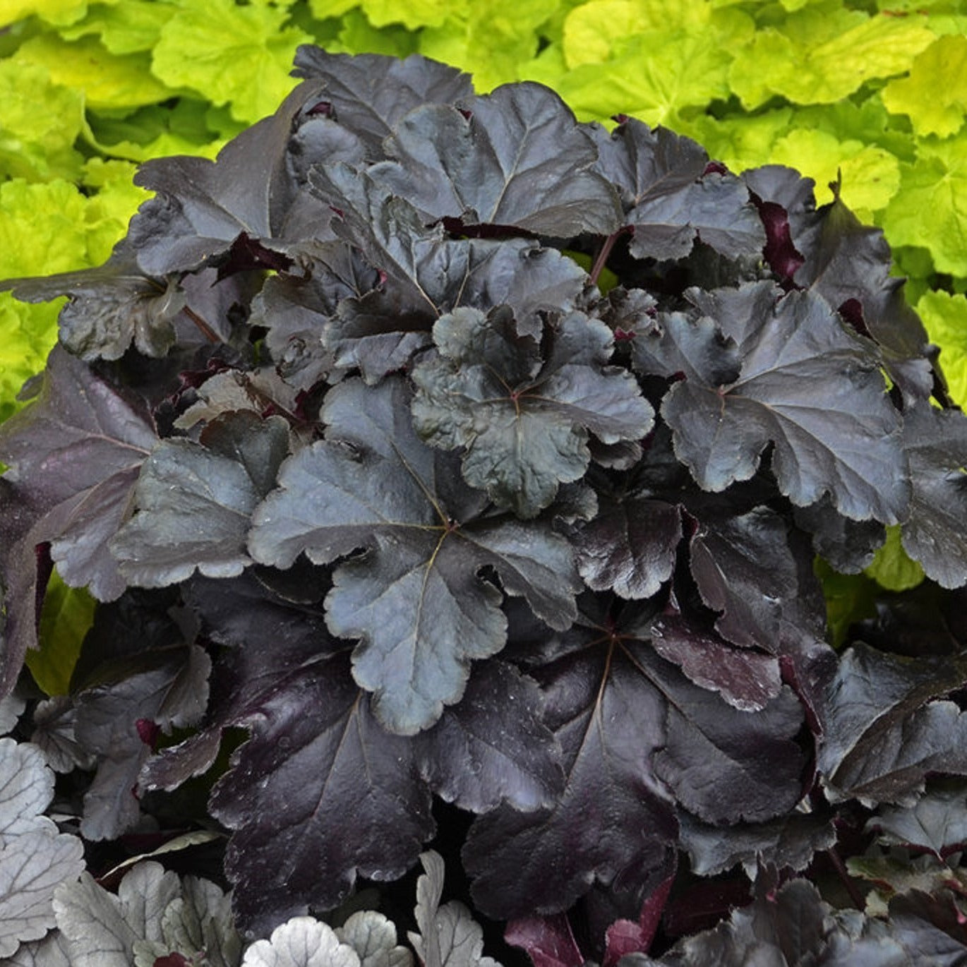 HEUCHERA ‘Back Pearl’