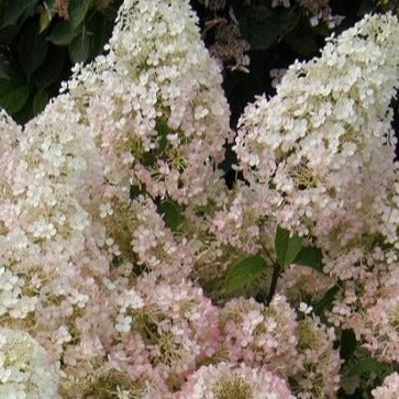 Hydrangea paniculata 'Bobo' PW (Hydrangée paniculée ‘Bobo’)
