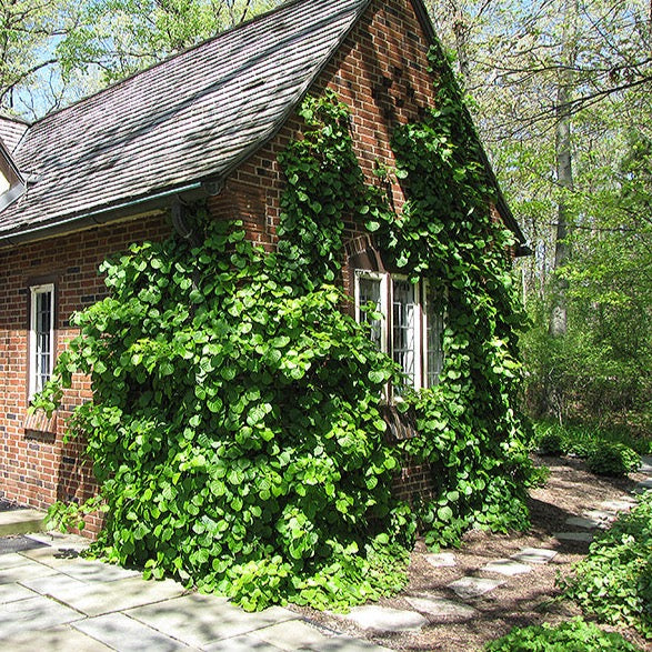 Hydrangea anomala subsp. petiolaris (Hydrangée grimpante)