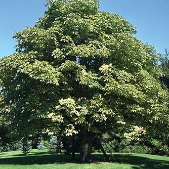 Marronnier d'Inde 'Baumanii' (Aesculus hippocastanum 'Baumanii')