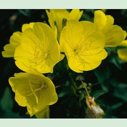 OENOTHERA tetragona ‘Fireworks’