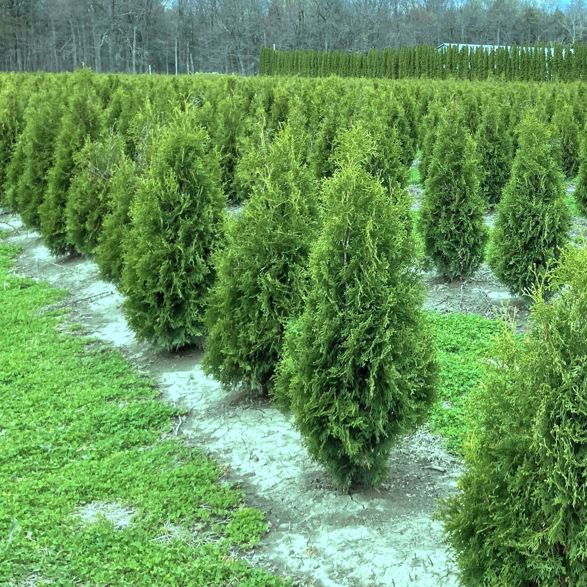 Cèdre blanc ‘Brandon’ (Thuja occidentalis ‘Brandon’)