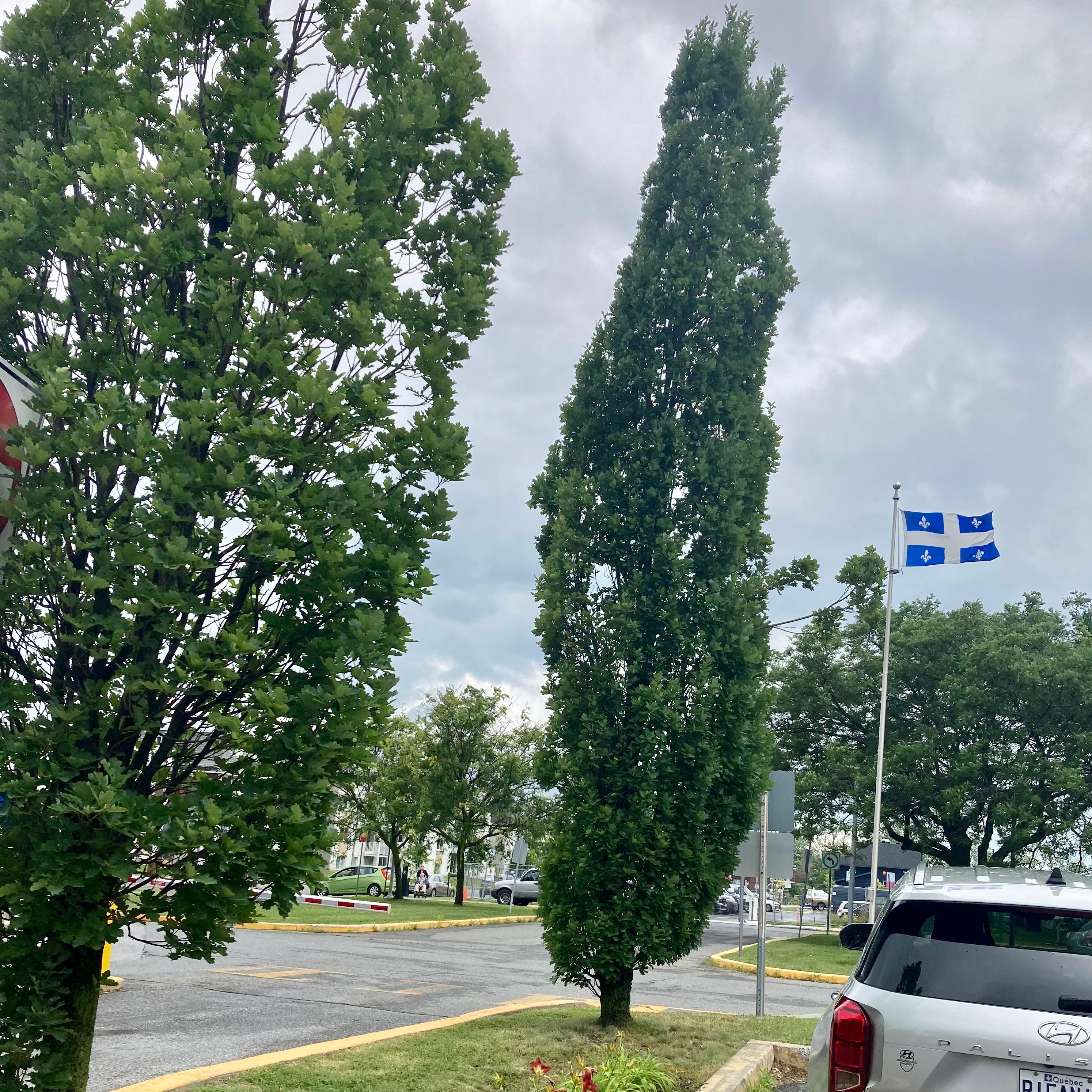 Chêne anglais fastigié (Quercus robur 'Fastigiata')