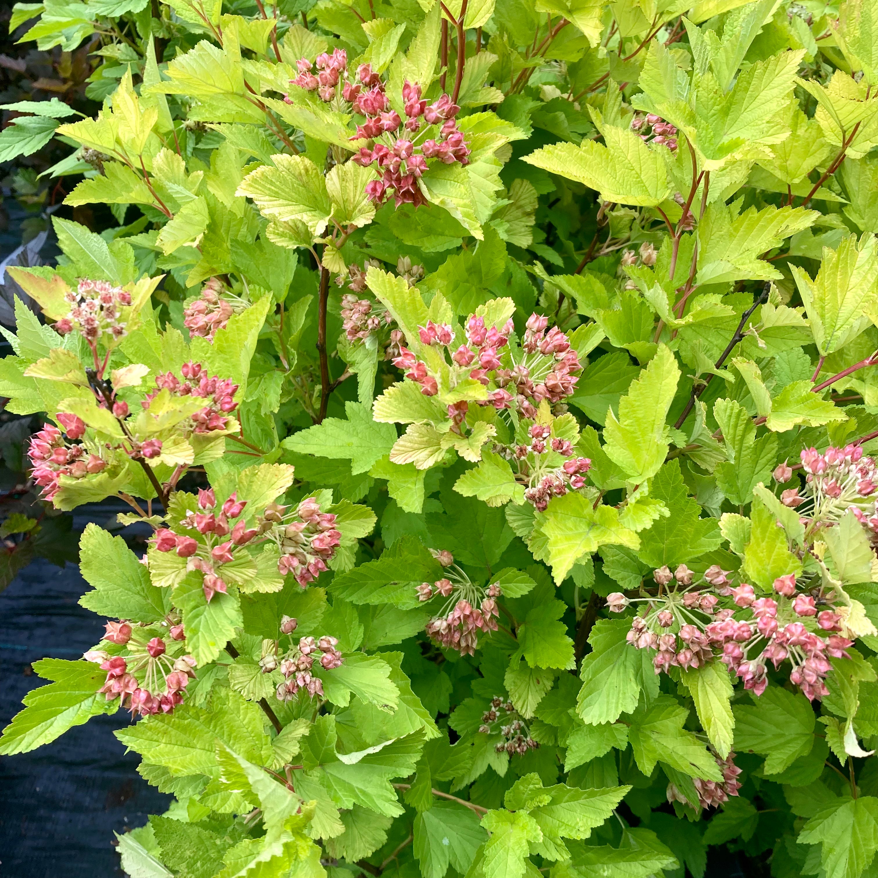 Physocarpus opulifolius 'Dart's Gold' (Physocarpe ‘Dart’s Gold’)