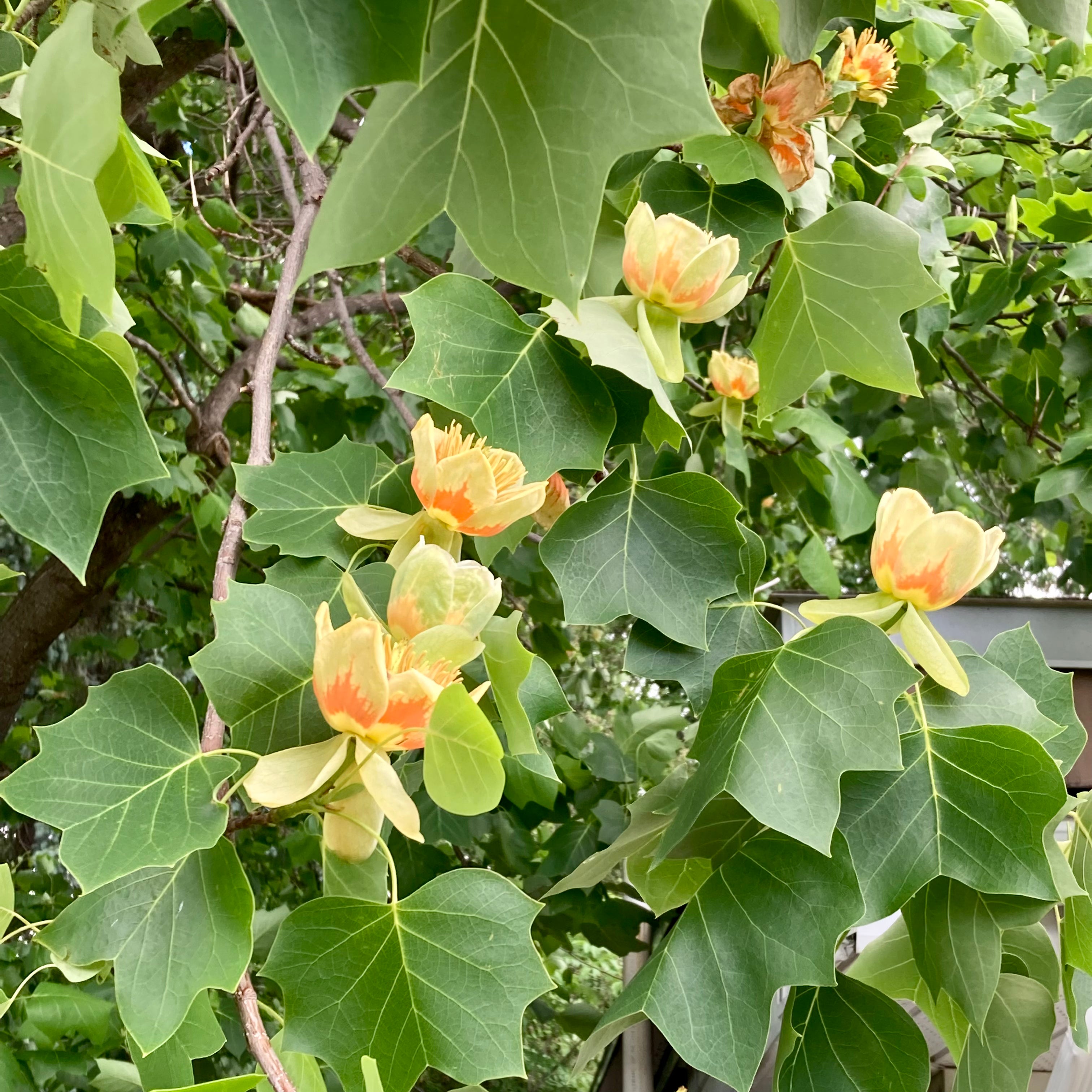 Tulipier de Virginie (Liriodendron tulipifera)