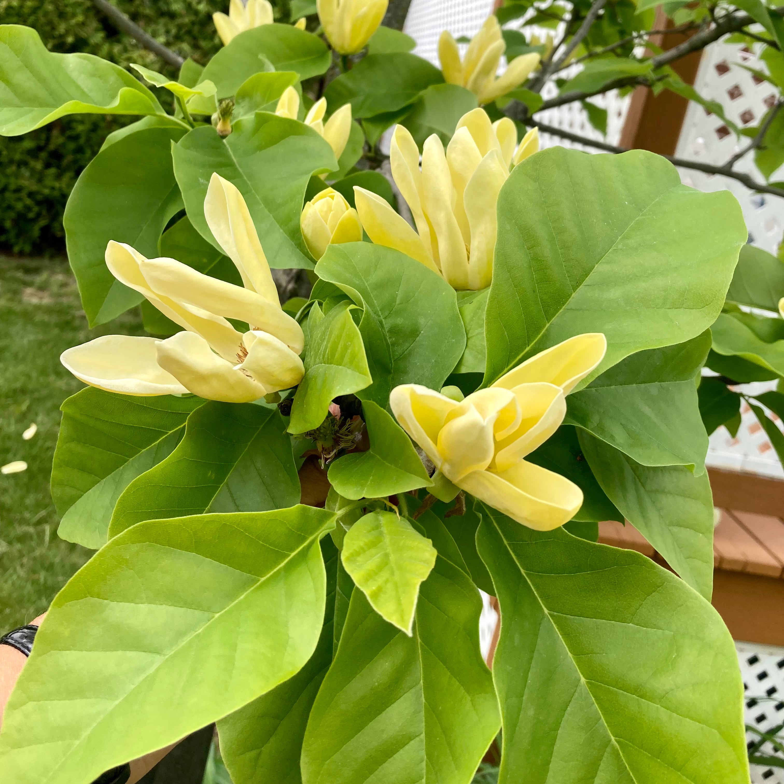 Magnolia 'Yellow Bird'