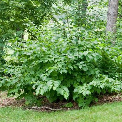 Noisetier americain (Corylus americana)