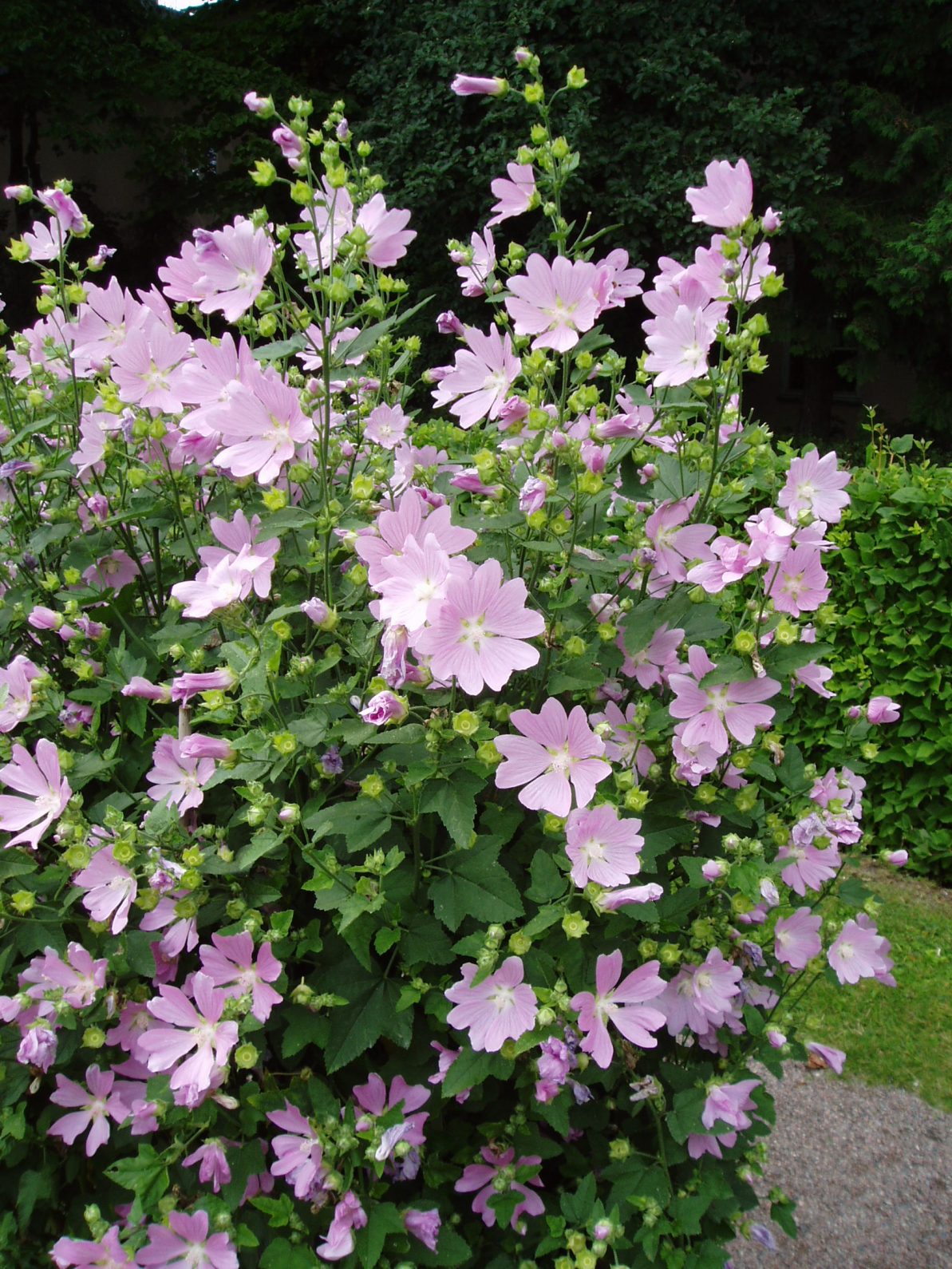 LAVATHERA thuringica