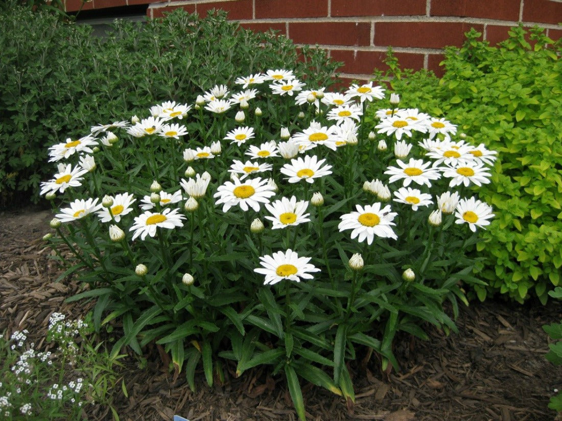 LEUCANTHEMUM ou Chrysanthemum ‘Snow Lady’