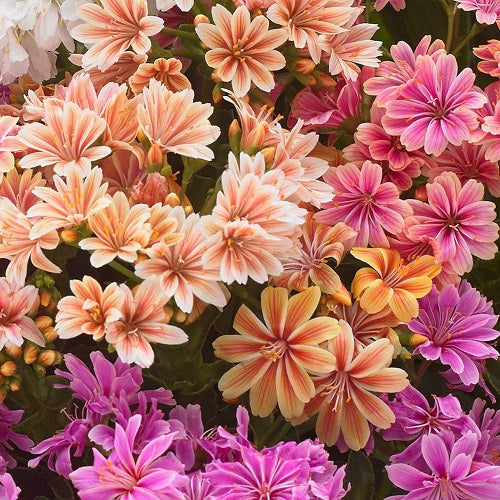 LEWISIA cotyledon ‘Rainbow Mix’