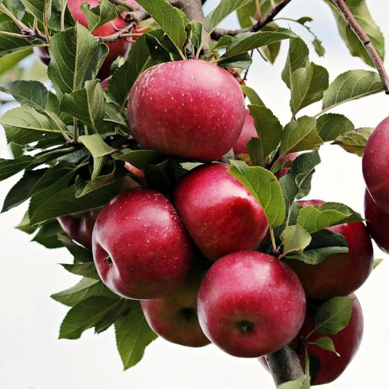 Malus Liberty (Pommier 'Liberty')