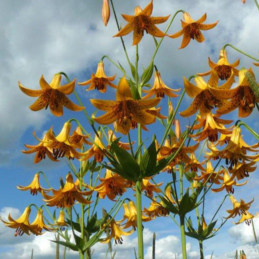 LILIUM canadense Lys du Canada