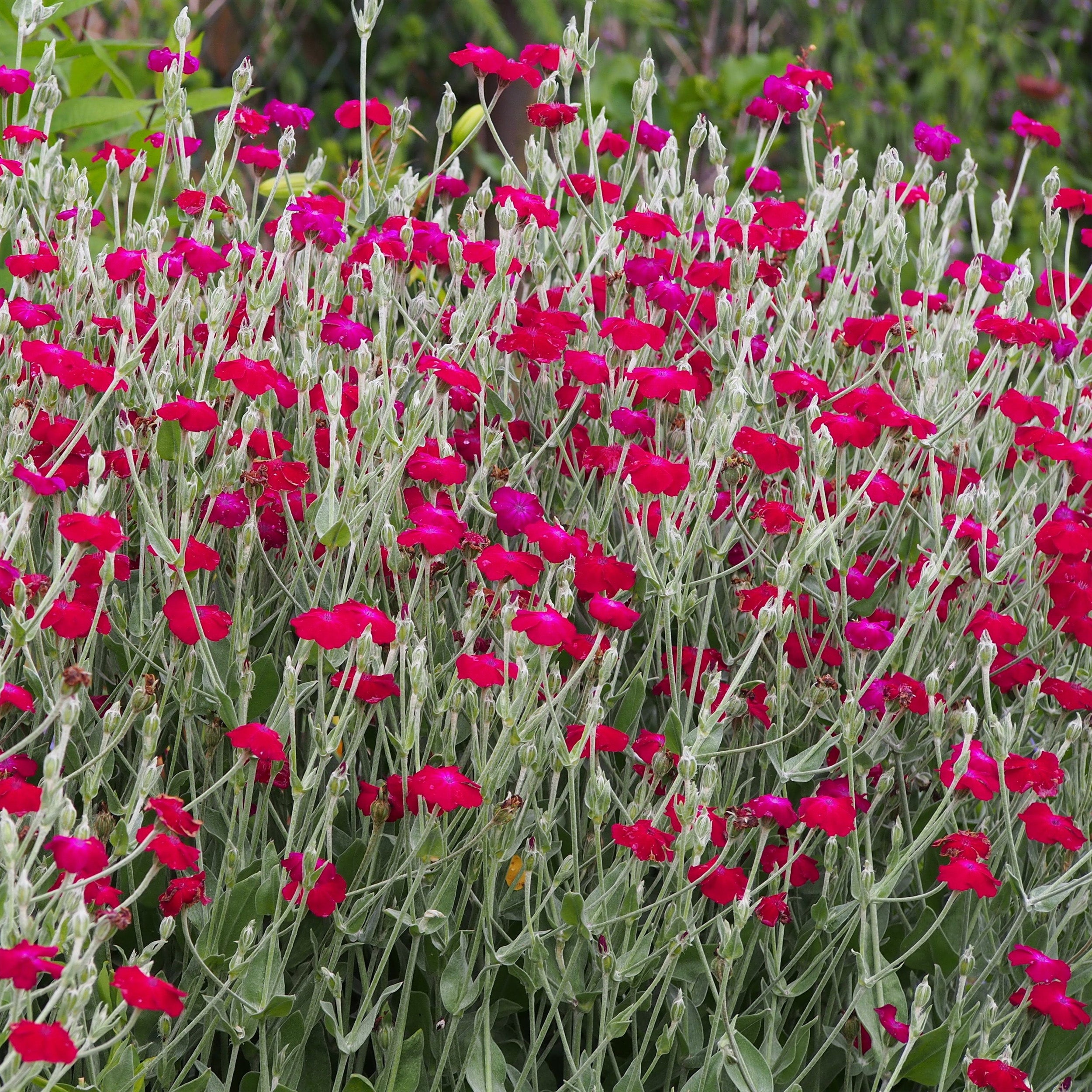 LYCHNIS coronaria