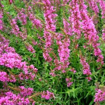 LYTHRUM salicaria ‘Terra nova’