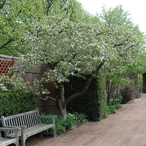 Malus 'Délicieuse Jaune' (Pommier 'Délicieuse Jaune')