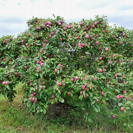 Malus 'Mcintosh' (Pommier ‘McIntosh’)