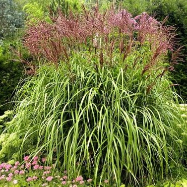 MISCANTHUS sinensis ‘Malepartus’