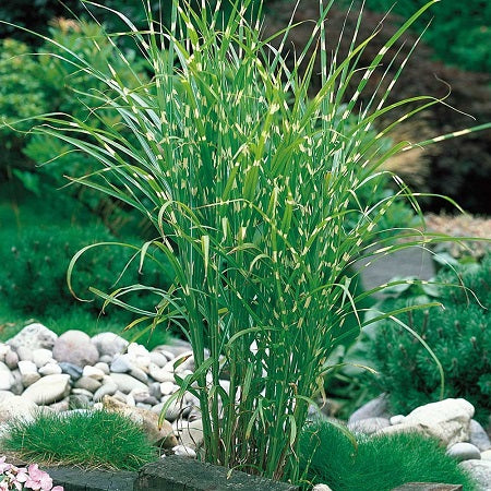 Miscanthus sinensis 'Zebrinus' (Roseau de Chine 'Zebrinus')