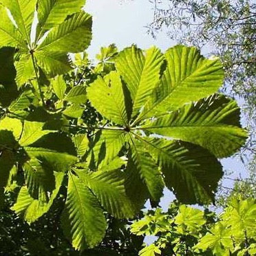Marronnier d'Inde 'Baumanii' (Aesculus hippocastanum 'Baumanii')