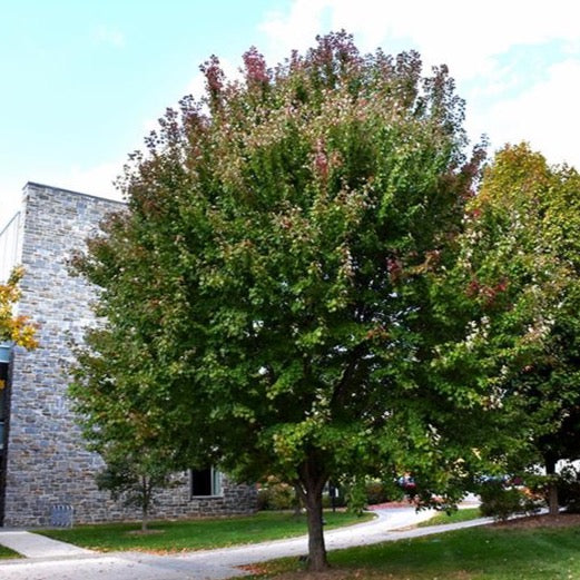 Érable rouge ‘Brandywine’ (Acer rubrum 'Brandywine')