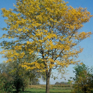 Févier ‘Northern Acclaim’ autumn – Rusticité élevée et fiabilité | Québec