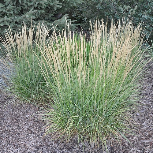 CALAMAGROSTIS acutiflora ‘Overdam’