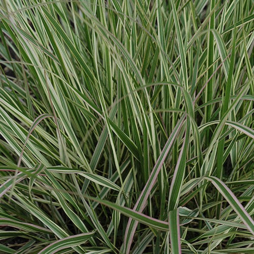 CALAMAGROSTIS acutiflora ‘Overdam’