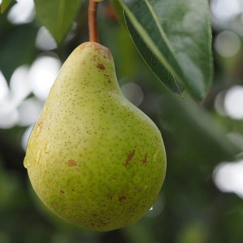 Pyrus 'Bartlett' (Poirier 'Bartlett' nain)