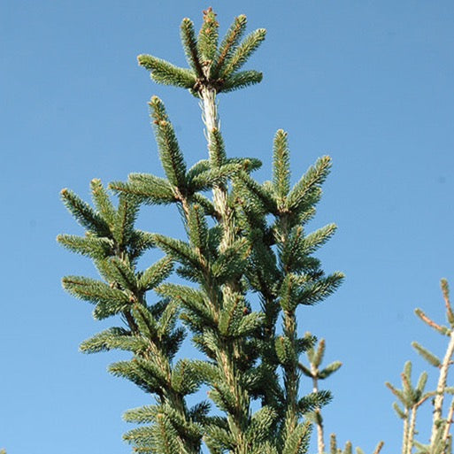 Picea abies 'Cupressina' (Épinette de Norvège 'Cupressina')