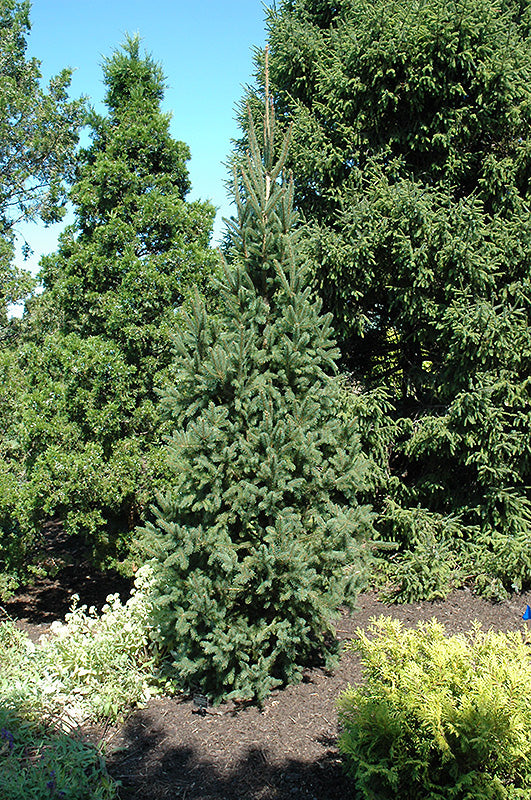 Picea abies 'Cupressina' (Épinette de Norvège 'Cupressina')